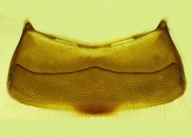   Anthidium placitum  male, ventral view of fourth sternum (S4), photo from Gonzalez and Griswold 2013 
